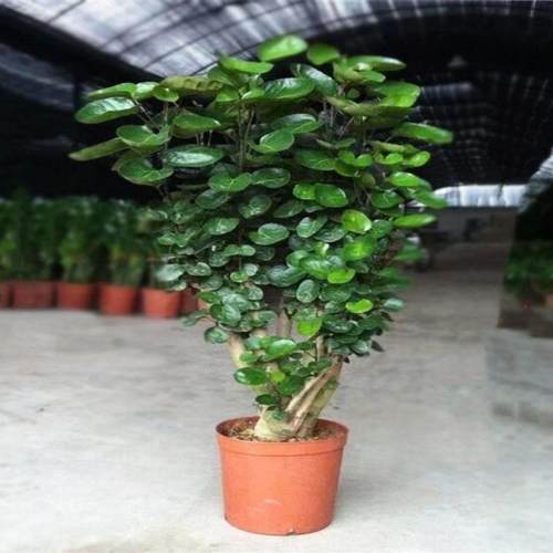 福禄桐圆叶金钱兜大型盆栽室内客厅办公室绿植钱多多金钱树好植物