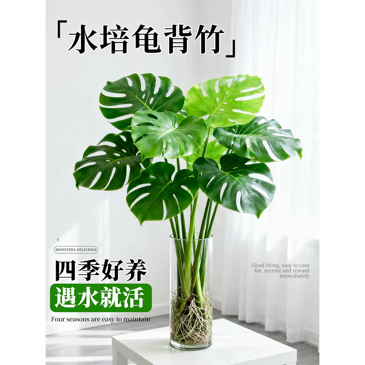 龟背竹水培植物大型绿植室内盆栽大叶老桩卧室客厅办公室桌面四季图片
