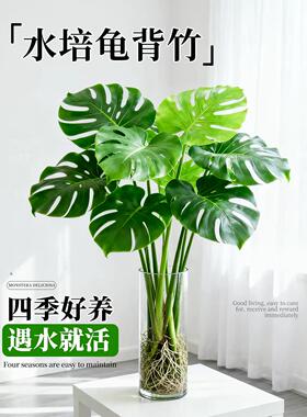 龟背竹水培植物大型绿植室内盆栽大叶老桩卧室客厅办公室桌面四季