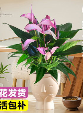 香妃齐祖紫掌盆栽带花白掌一帆风顺水培植物小叶红掌室内花卉绿植