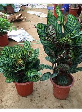 孔雀竹芋室内绿植花卉盆栽孔雀竹芋家居桌面小盆栽观叶植物