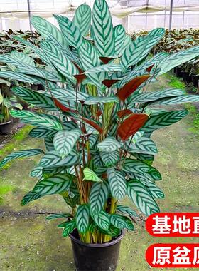 新飞羽竹芋绿植室内盆栽植物客厅桌面四季好养青苹果孔雀竹芋花卉