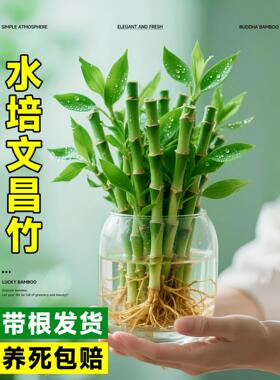 文昌竹水培植物桌面绿植室内好养富贵竹客厅招财竹子盆栽步步高升