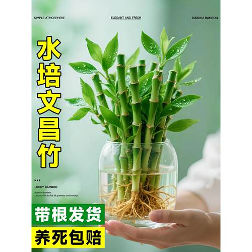 文昌竹水培植物桌面绿植室内好养富贵竹客厅招财竹子盆栽步步高升