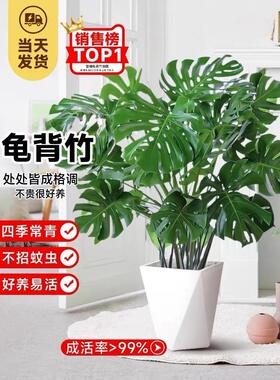龟背竹盆栽老桩客厅大型绿植物室内四季常青富贵竹花卉好养水培