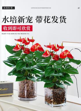 红掌水培植物盆栽鸿运当头一帆风顺办公室内绿植花卉带花客厅摆件