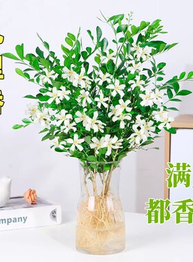 水培植物九里香盆栽室内客厅花卉绿植阳台驱蚊四季开花好养桌面花