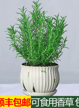 可食用迷迭香盆栽牛排用香草绿植薄荷百里香室内新鲜花卉植物花苗