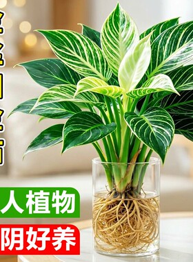 金丝铂金钻盆栽水培植物室内懒人好养大叶绿公主绿萝花卉桌面绿植