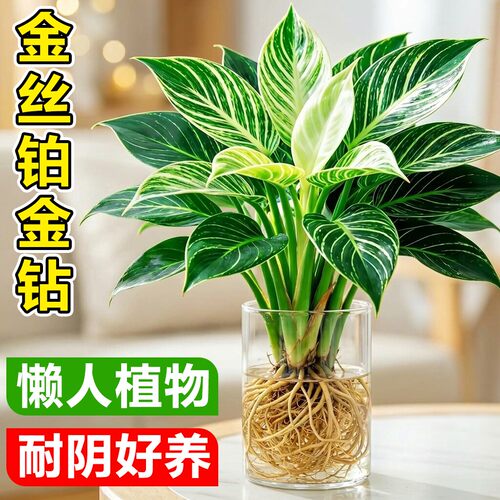 金丝铂金钻盆栽水培植物室内懒人好养大叶绿公主绿萝花卉桌面绿植
