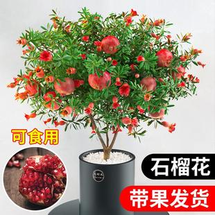 石榴花苗盆栽景带果发货可食用植物室内花卉绿植年宵花四季开好养