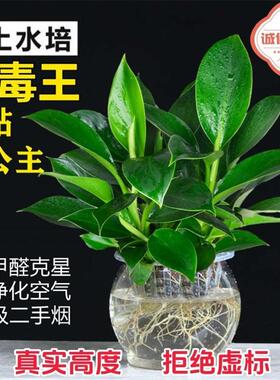 金钻盆栽绿公主铂金钻绿萝箩水培大叶绿植办公室内懒人好养花卉