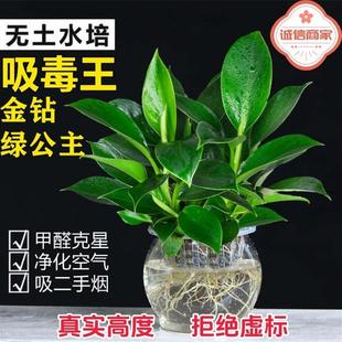 金钻盆栽绿公主铂金钻绿萝箩水培大叶绿植办公室内懒人好养花卉