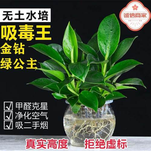 金钻盆栽绿公主铂金钻绿萝箩水培大叶绿植办公室内懒人好养花卉