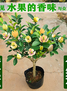 含笑花盆栽树苗带花苞室内阳台浓香型香蕉花庭院四季花卉耐寒植物