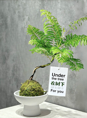 蓝花楹苔藓球ins风办公室桌面盆栽绿植净化空气趣味植物喜湿