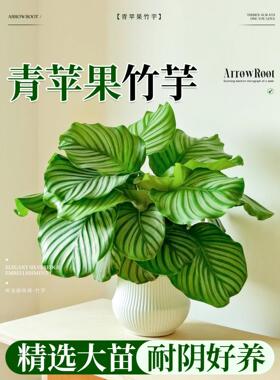 青苹果竹芋大盆栽客厅室内耐阴植物办公室桌面绿植花卉四季好养活