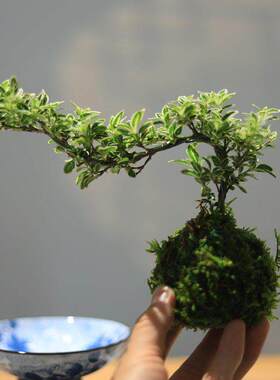 金边悬崖六月雪苔藓球绿植水培植物书房茶室桌面小盆栽植物摆件