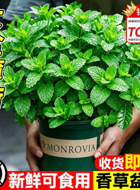 薄荷盆栽驱蚊可食用留兰香薄荷叶水培植物迷迭香室内驱蚊大盆绿植