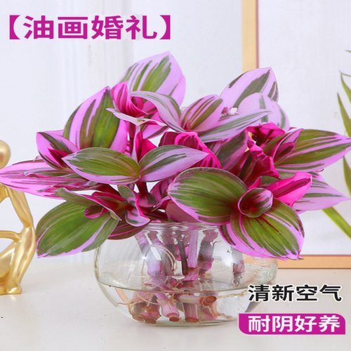 油画婚礼吊兰水培植物是内盆栽办公室桌面绿植花卉紫露兰四季好养
