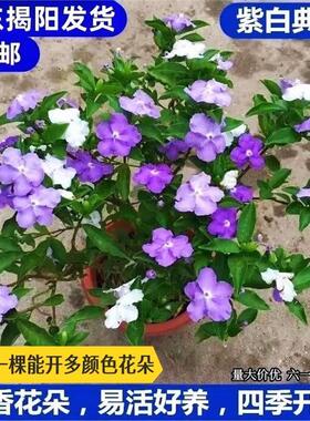 双色茉莉盆栽 双色花苗 鸳鸯茉莉花 阳台室内外盆栽 芳香花卉