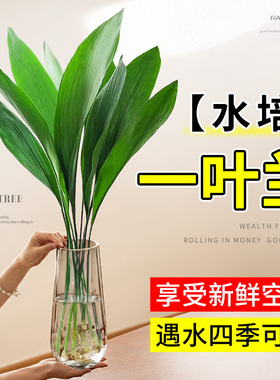 一叶兰水培植物盆栽水养绿植四季常青室内办公室桌面大叶净化空气