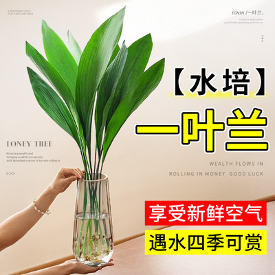 一叶兰水培植物盆栽水养绿植四季常青室内办公室桌面大叶净化空气