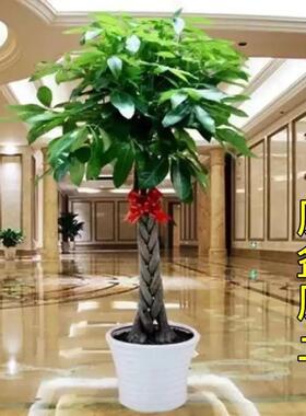 大发财树室内外花卉盆景植物盆栽大招财树摇钱树花苗客厅大型绿植