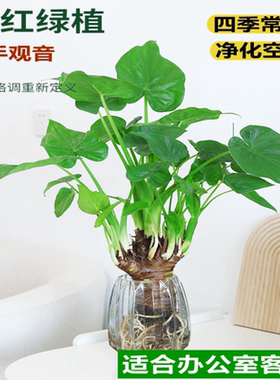 水培植物滴水观音绿植千手观音盆栽春羽龟背竹室内办公室四季好养