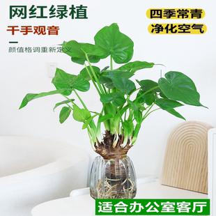 水培植物滴水观音绿植千手观音盆栽春羽龟背竹室内办公室四季 好养