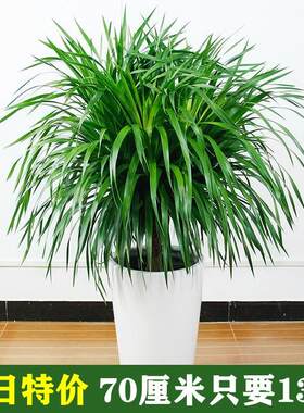 龙须树 多头龙血树 龙铁树室内客厅盆栽花卉植物办公室盆景
