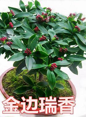 金边瑞香盆栽浓香型带花苞室内老桩客厅观花植物耐寒花卉四季开花