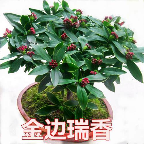 金边瑞香盆栽浓香型带花苞室内老桩客厅观花植物耐寒花卉四季开花