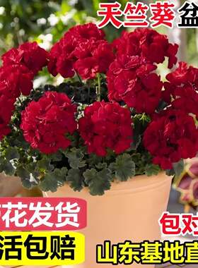 重瓣天竺葵盆栽花苗大花四季开花不断蝴蝶梅花苗室内阳台好养花卉