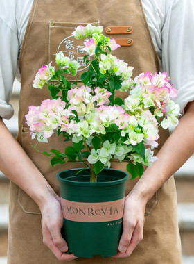 绿樱三角梅盆栽带花苞老桩花苗开花室内阳台室外植物绿植四季花卉