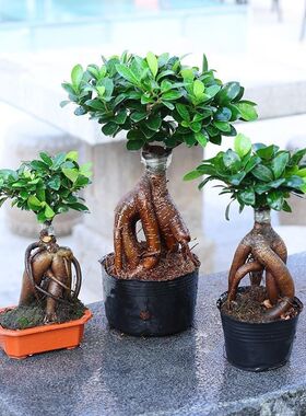 金钱榕树盆景老桩小叶榕苗木造型盆栽人参榕大叶易活提根绿植大树