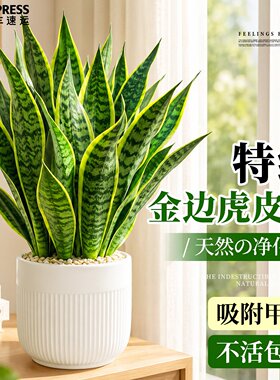 金边虎皮兰盆栽绿植客厅桌面四季常青新房室内净化空气办公室好养