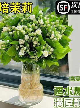 茉莉花水培植物盆栽带花苞办公室内桌面好养懒人鲜花绿植水养花卉