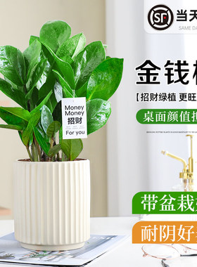 金钱树绿植钱串子室内办公室桌面招财盆栽四季好养摇钱树净化空气