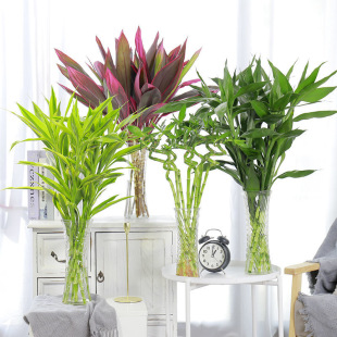 室内水养植物金边富贵竹水培盆栽转运竹紫竹龙竹包邮紫色朱蕉绿植