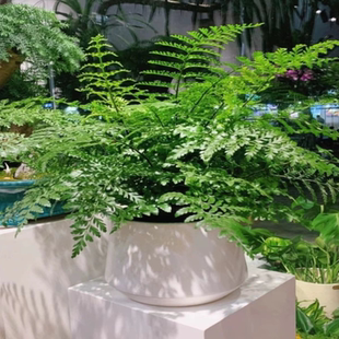吉姆蕨盆栽网红蕨类植物办公室绿植室内欧洲蕨平安蕨宝石蕨铁线蕨