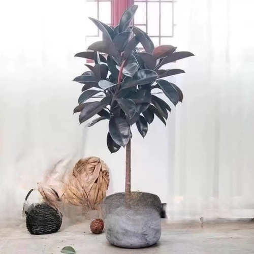 橡皮树【买一送一】黑金刚盆栽净化空气室内吸甲醛四季绿植