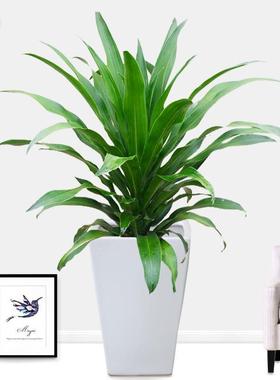 室内盆栽绿植青叶也门铁巴西铁盆栽办公室除观叶新鲜植物