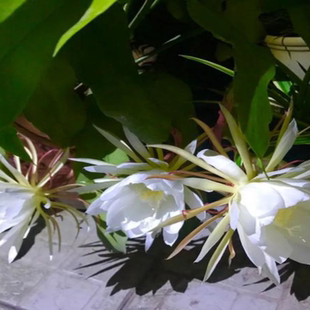 昙花盆栽室内阳台植物昙花苗盆景昙花一现绿植花卉大花浓香可食用