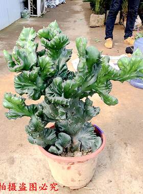 玉麒麟盆栽 麒麟掌 植物 四季常青绿植 仙人掌观赏盆景