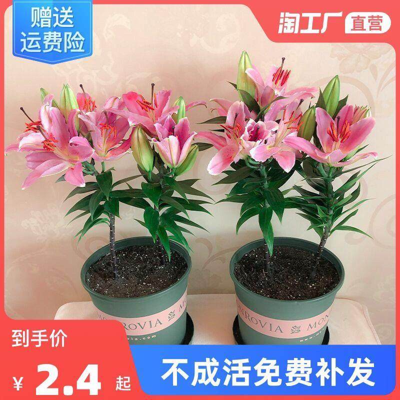 百合种球绿植盆栽香水花卉花苗阳台观花植物室内四季开花好养易活,家居饰品,桌面摆件,淘宝优惠券,粉丝福利购,淘宝优惠卷