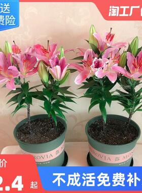 百合种球绿植盆栽香水花卉花苗阳台观花植物室内四季开花好养易活