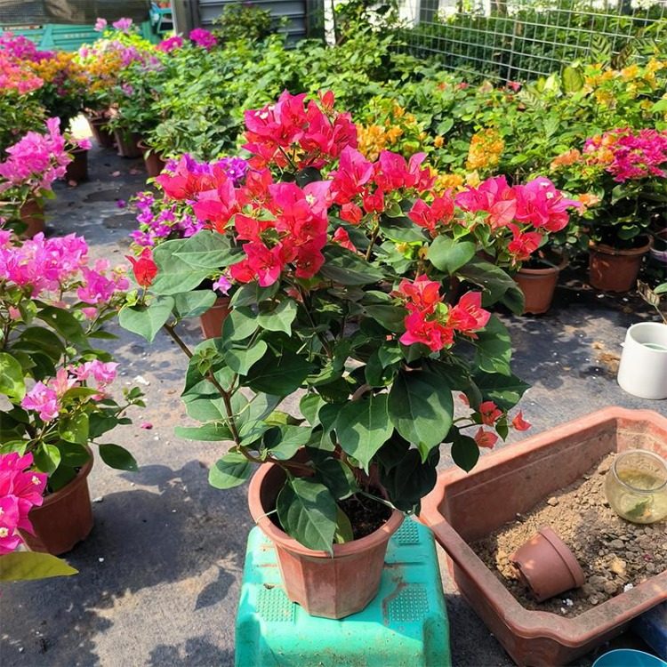 三角梅原盆原土云南紫盆栽带花四季开花植物阳台庭院好养活花卉