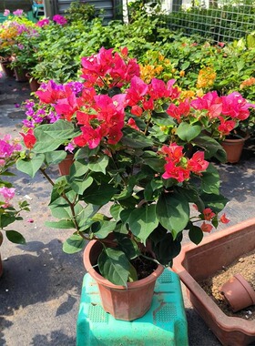 三角梅原盆原土云南紫盆栽带花四季开花植物阳台庭院好养活花卉