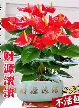 红掌盆栽带花大叶鸿运当头客厅旺宅好养花卉绿植物办公室内桌面小